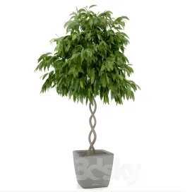 Ficus ali ficus binnendijkii